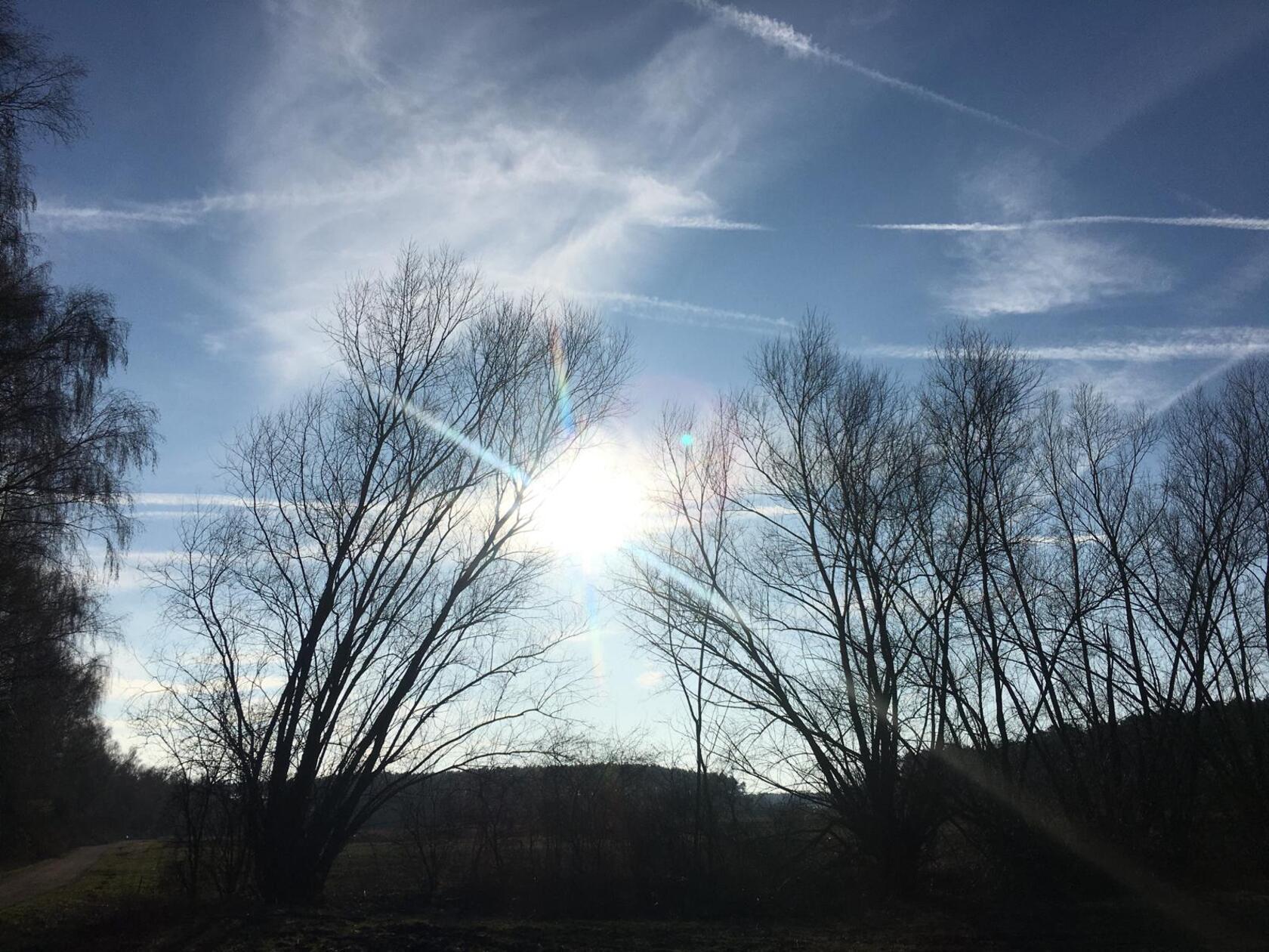 Am Rothsee-Ufer nahe Birkach - die Bäume strecken sich der strahlenden Sonne und dem blauen Himmel entgegen. 