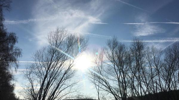 Am Rothsee-Ufer nahe Birkach - die Bäume strecken sich der strahlenden Sonne und dem blauen Himmel entgegen.