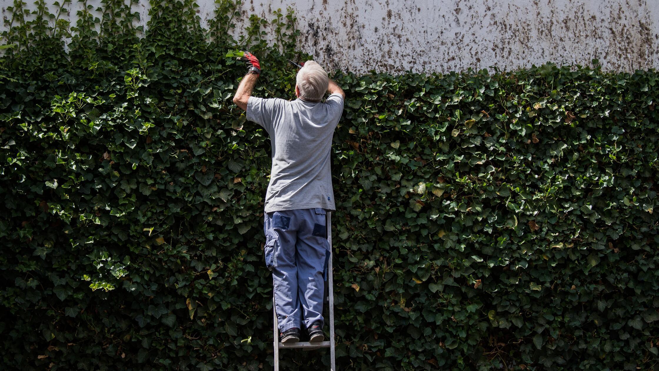 Ein Mann schneidet eine Efeuhecke1927.jpg