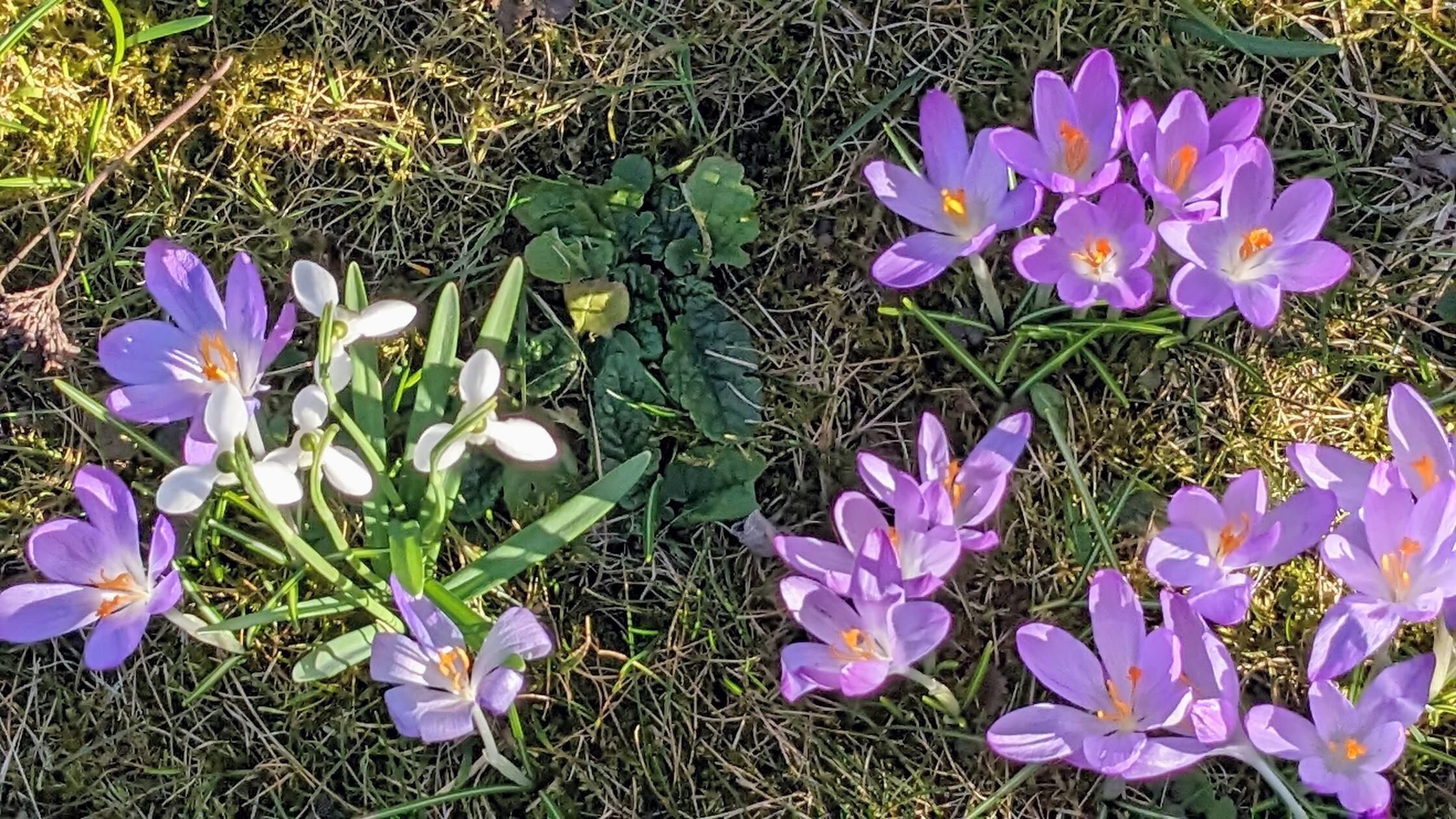 Diesen kleinen Blumengruß aus ihrem Garten sendet uns unsere Leserin Edith Jung.