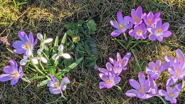 Diesen kleinen Blumengruß aus ihrem Garten sendet uns unsere Leserin Edith Jung.