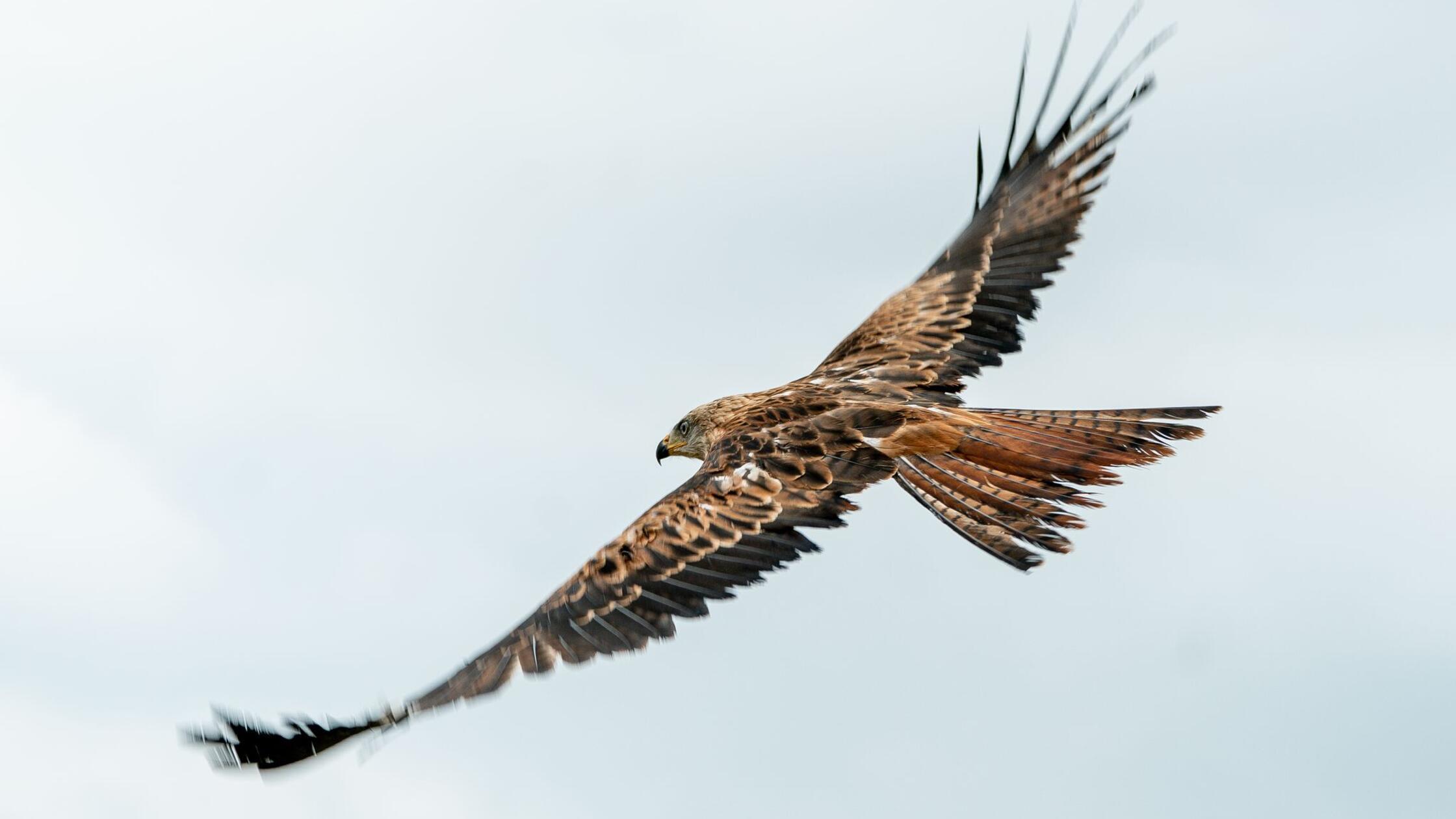 Ein Rotmilan fliegt bei seiner Auswilderung zurück