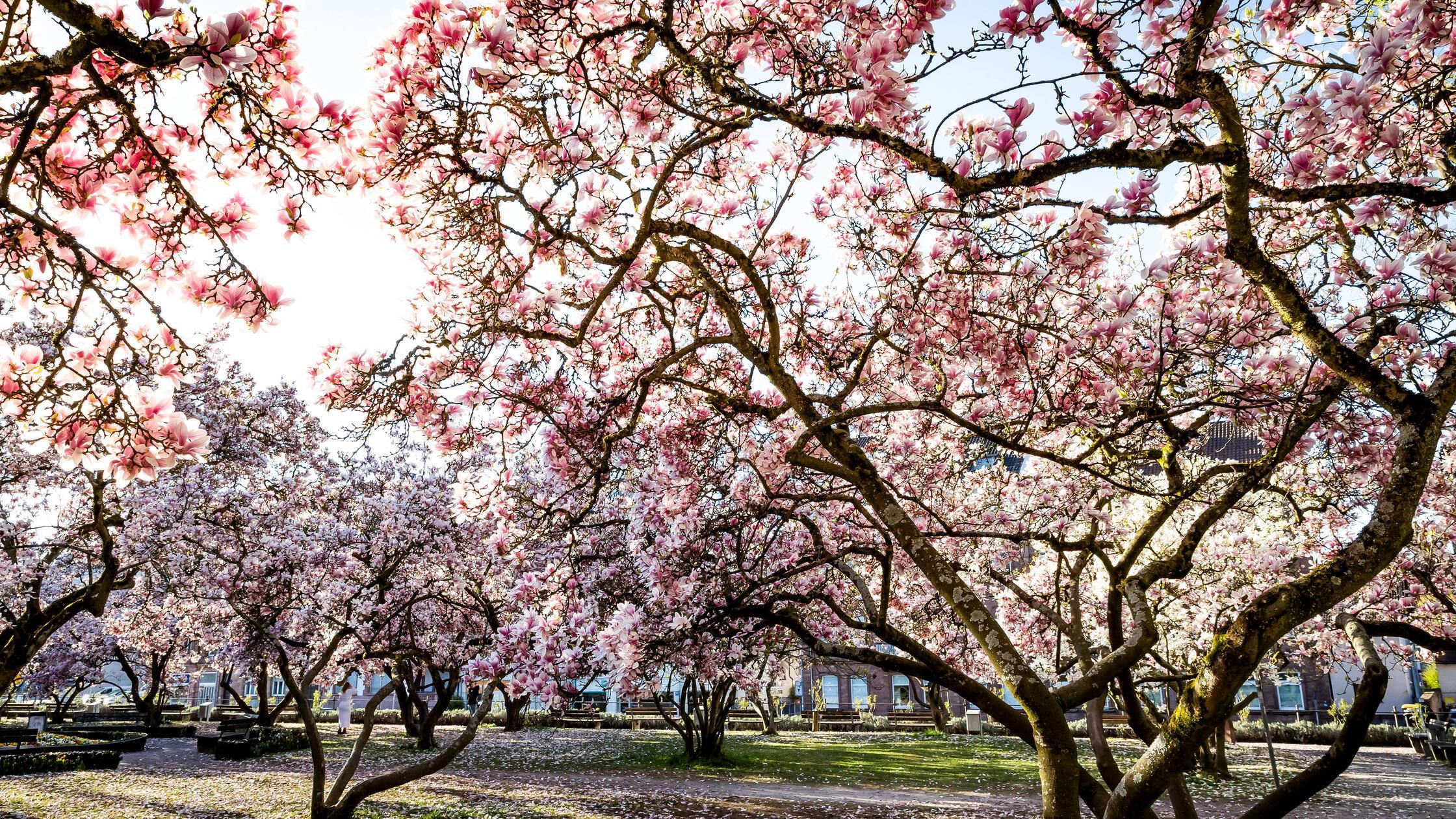 06.04.2025 - Impression: Erste Sonnenstrahlen am f