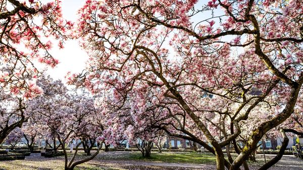 06.04.2025 - Impression: Erste Sonnenstrahlen am f