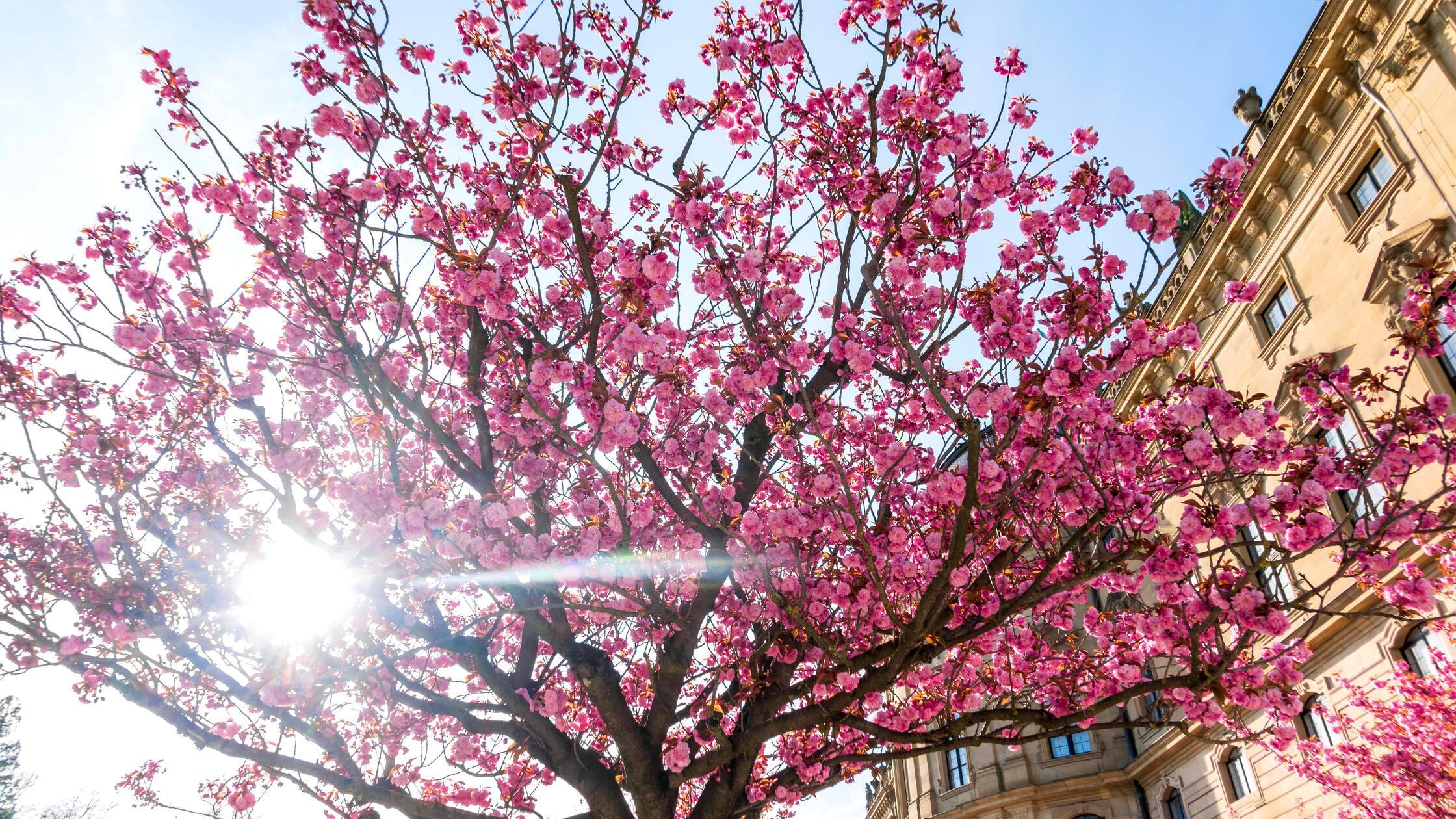 Cherry blossoms in spring NDF01304