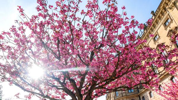 Cherry blossoms in spring NDF01304