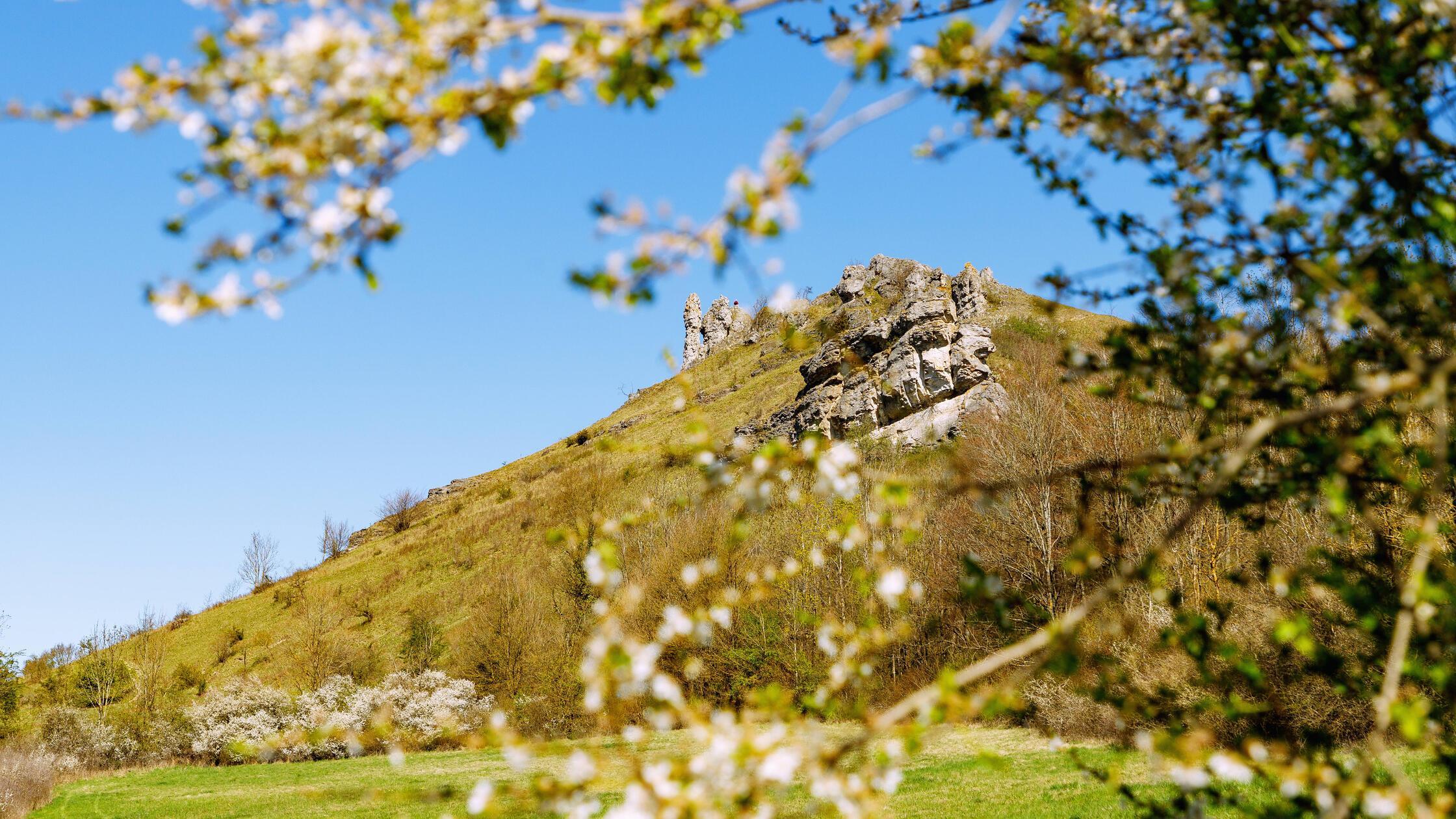 Blühbeginn und frische Kirschblüte am Walberla (Ze