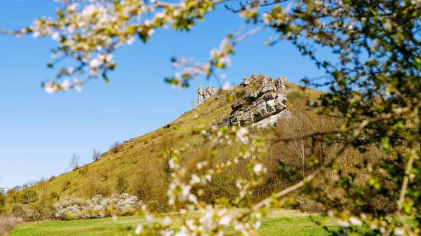 Blühbeginn und frische Kirschblüte am Walberla (Ze