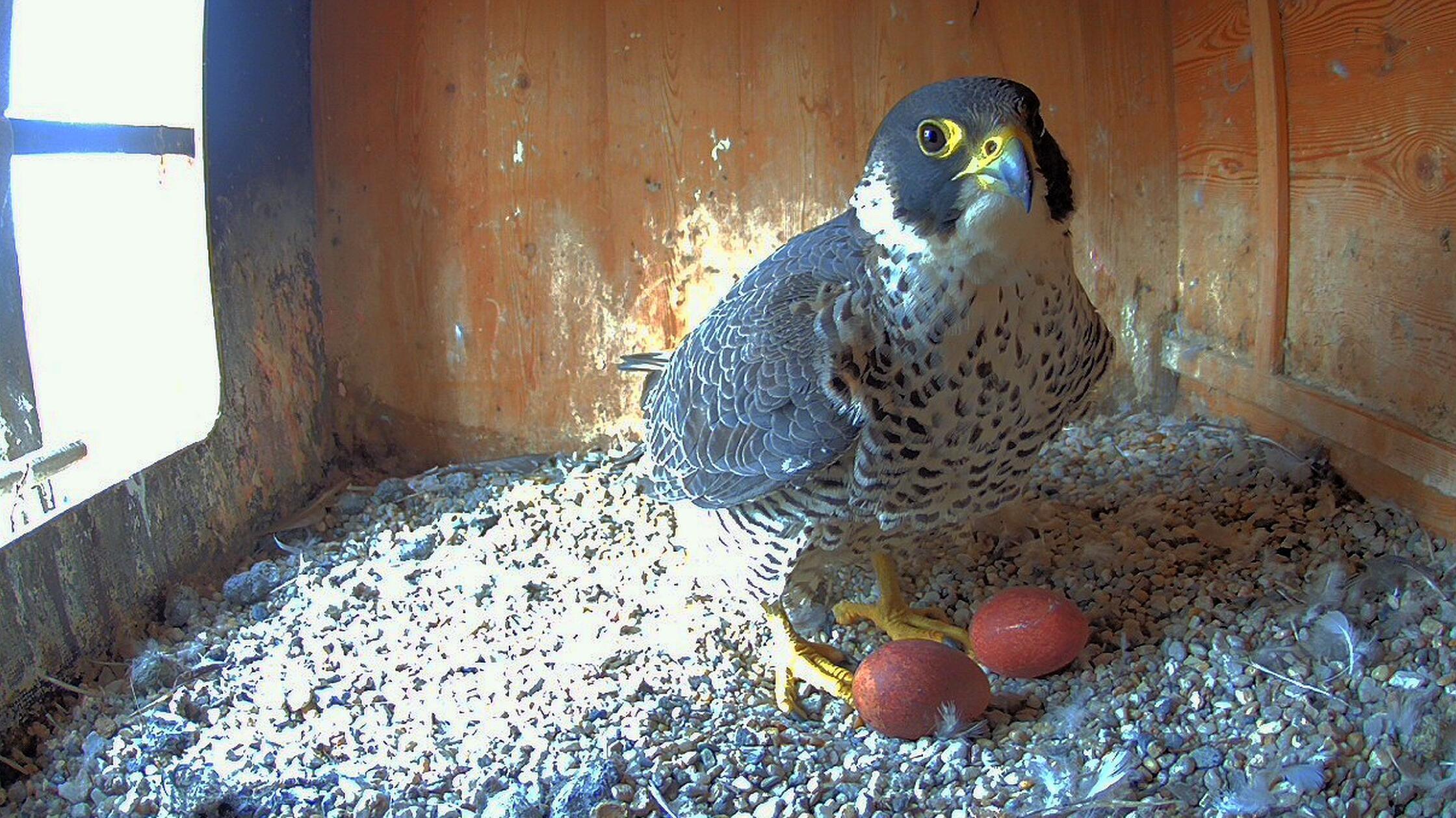 wanderfalke_neumarkt_eier