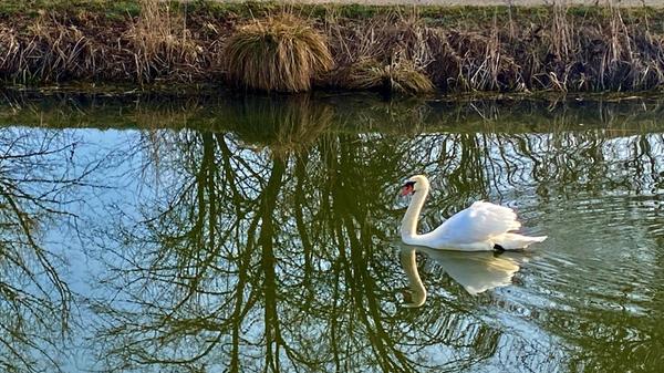 Ein Schwan zieht seine Bahn am alten Kanal, gesehen von unserem Leser Karl Biller.