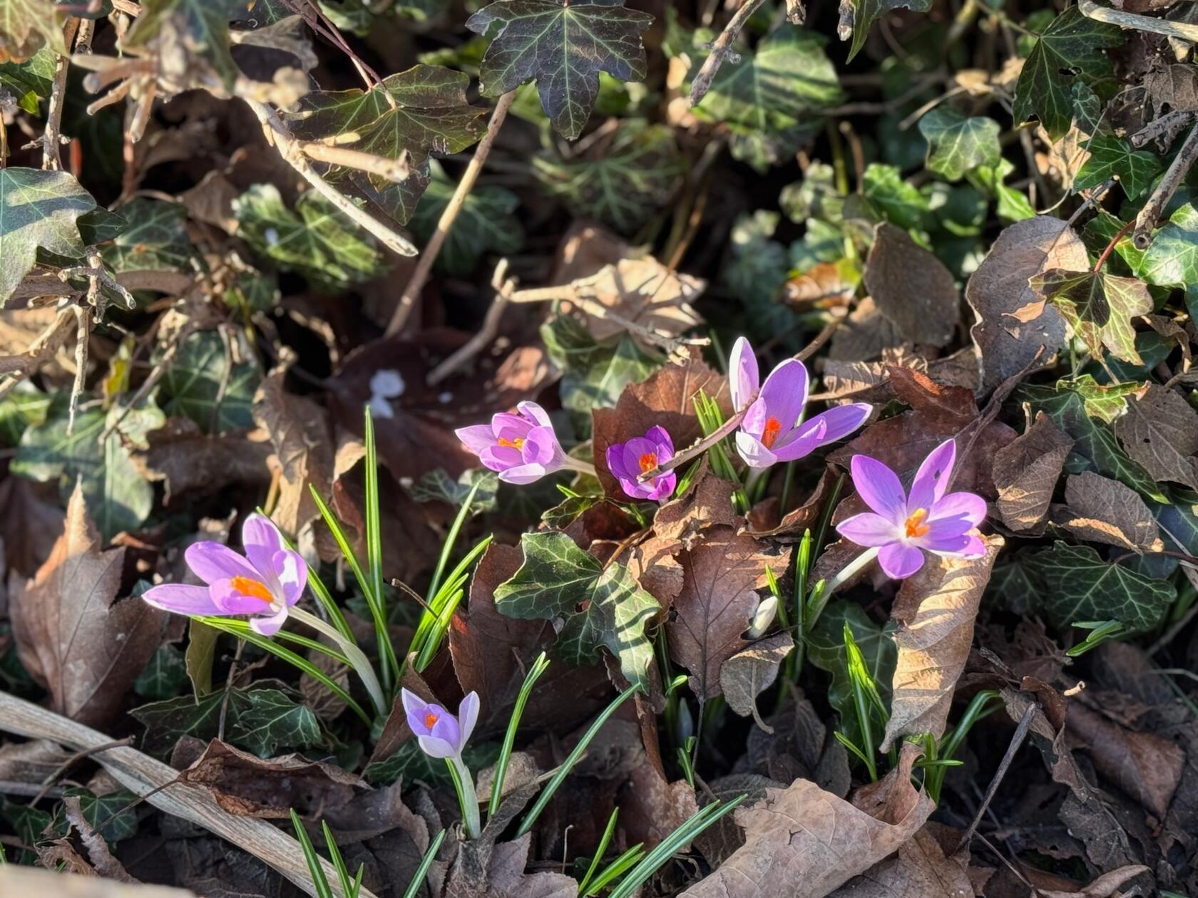 Diese Frühlingsboten hat unsere Leserin Heidi Kostic entdeckt.