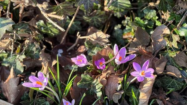Diese Frühlingsboten hat unsere Leserin Heidi Kostic entdeckt.