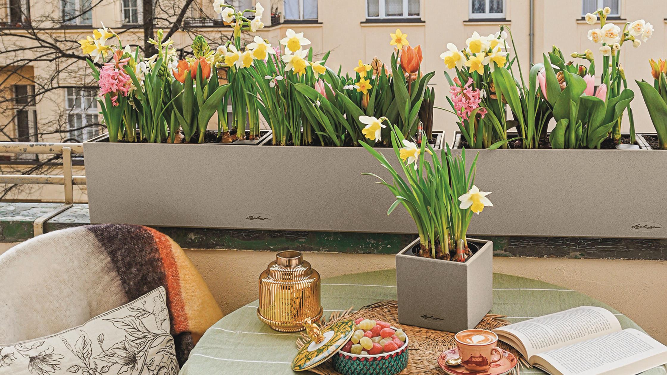 Lechuza Balkonkästen