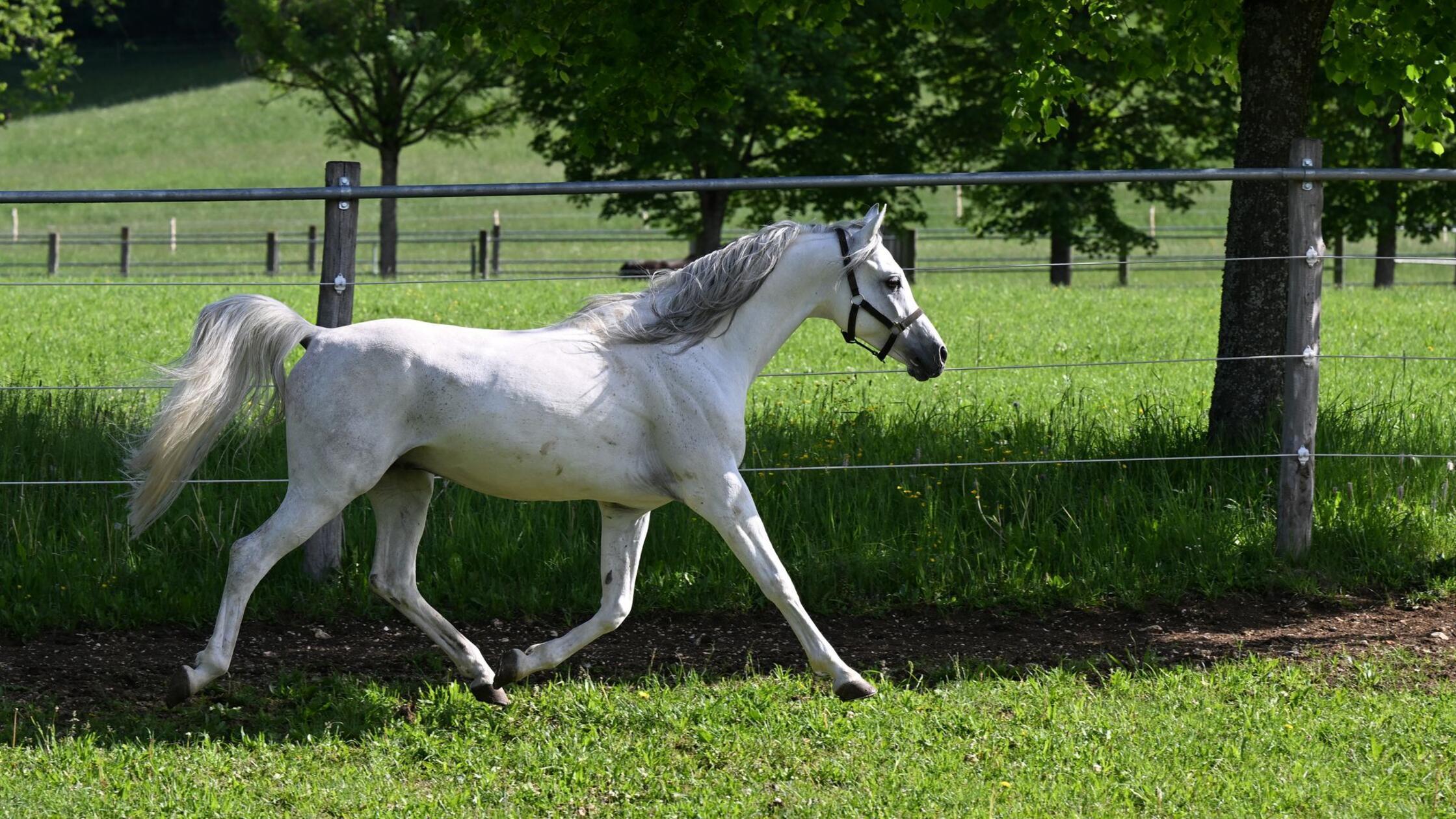 Pferd reißt sich los und galoppiert über Autobahn