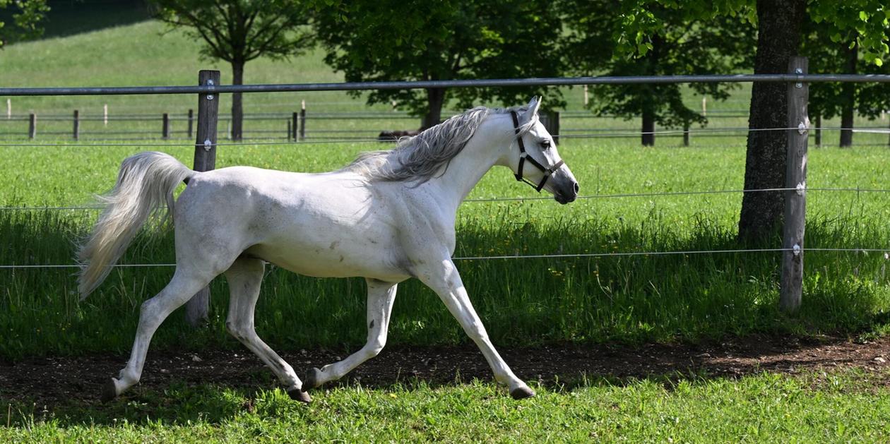 Pferd reißt sich los und galoppiert über Autobahn