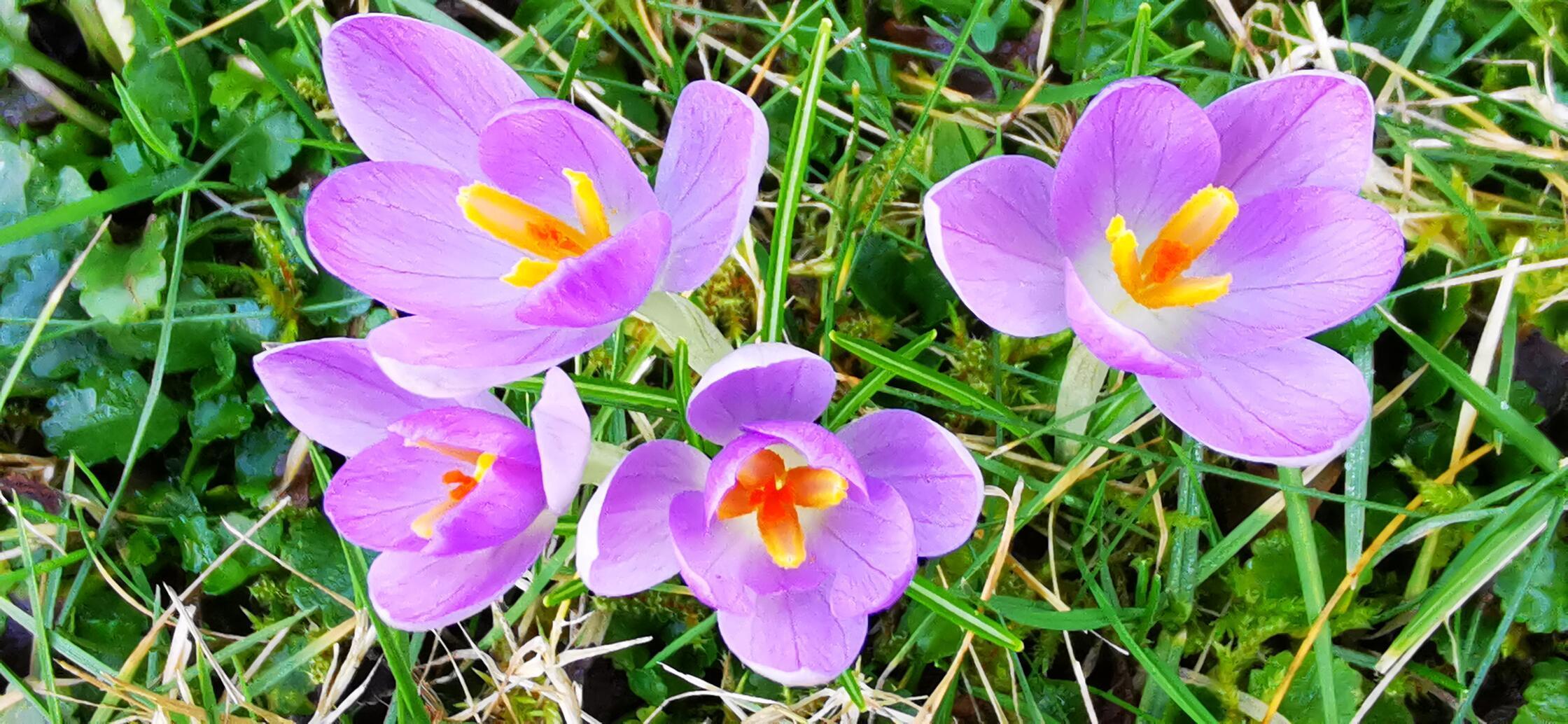 Die Natur erwacht, gesehen im Garten unserer Leserin Andrea Weidner.