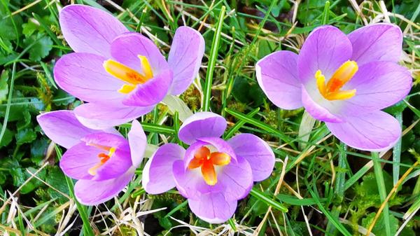 Die Natur erwacht, gesehen im Garten unserer Leserin Andrea Weidner.