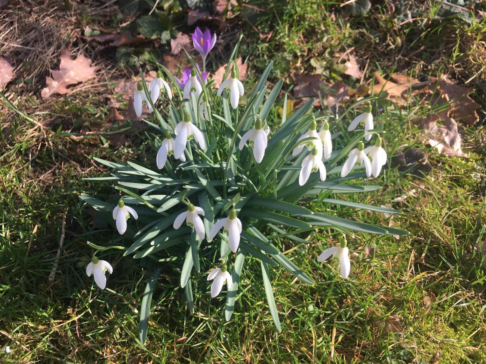 Schneeglöckchen im Gras - ein schöner Anblick in jedem Garten.