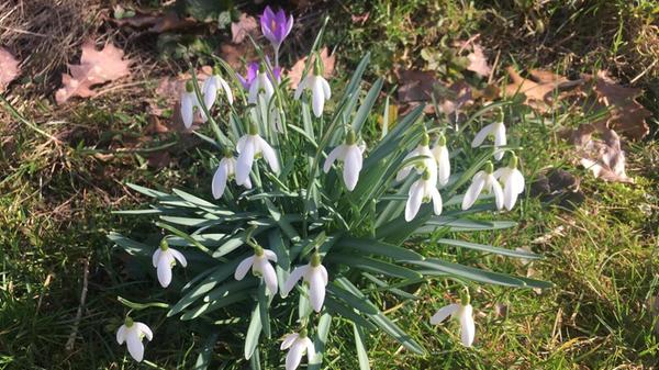 Schneeglöckchen im Gras - ein schöner Anblick in jedem Garten.