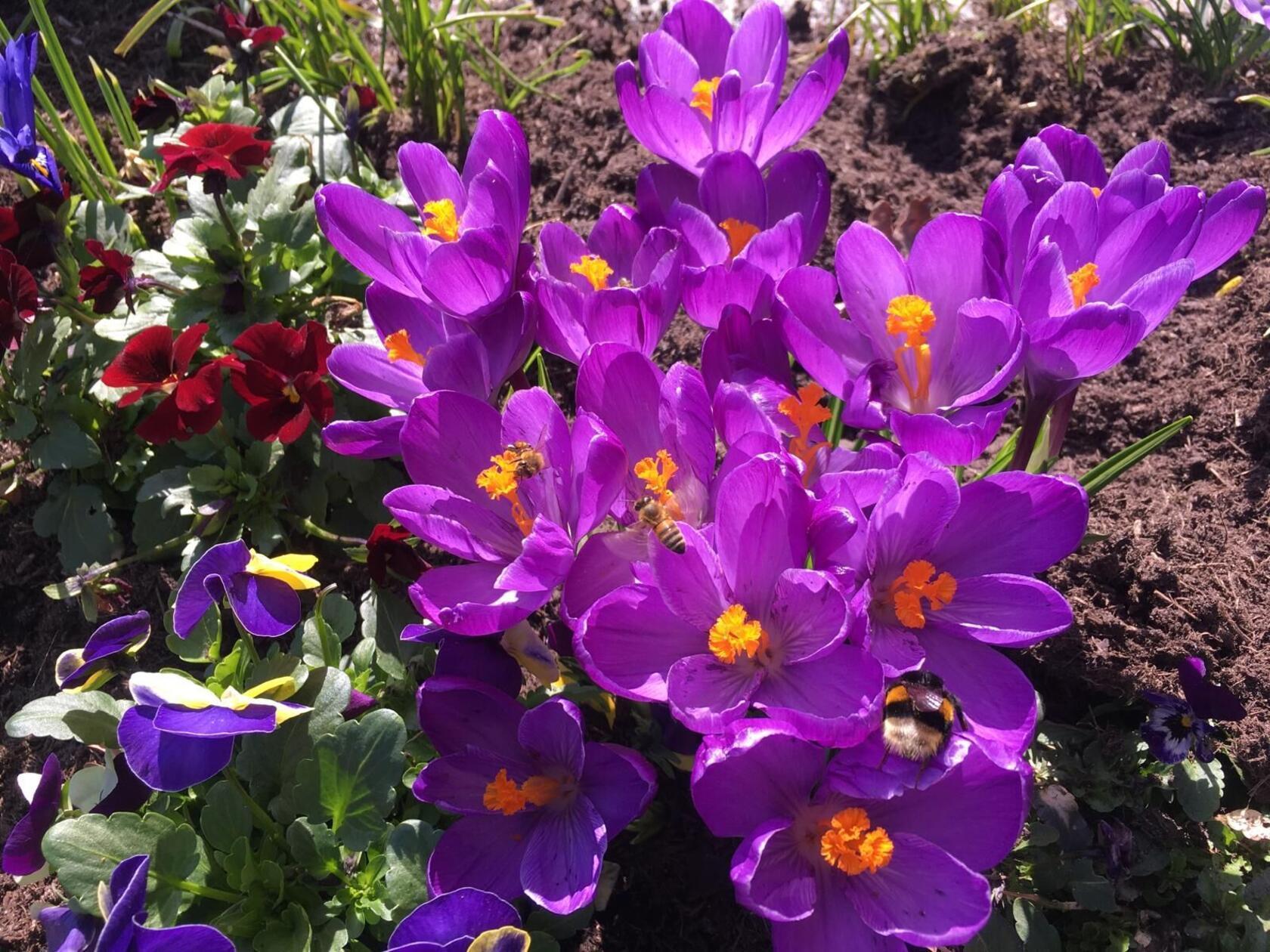Krokusse im Frühlingsgarten - nach dem Winter eine wichtige Nahrungsquelle für Bienen und Hummeln.