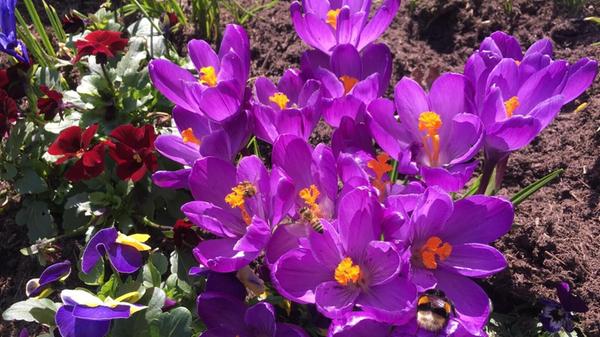 Krokusse im Frühlingsgarten - nach dem Winter eine wichtige Nahrungsquelle für Bienen und Hummeln.