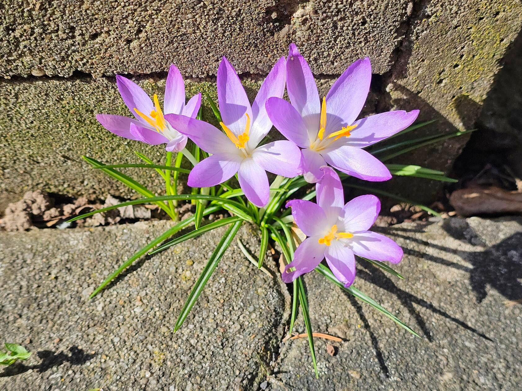 Diese schönen Krokusse sprießen, wie alle Jahre wieder, zuverlässig in einer Asphaltritze.