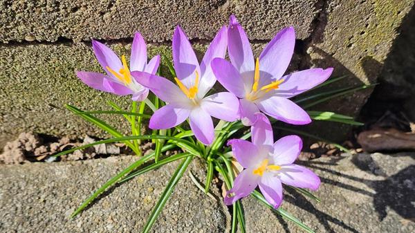 Diese schönen Krokusse sprießen, wie alle Jahre wieder, zuverlässig in einer Asphaltritze.