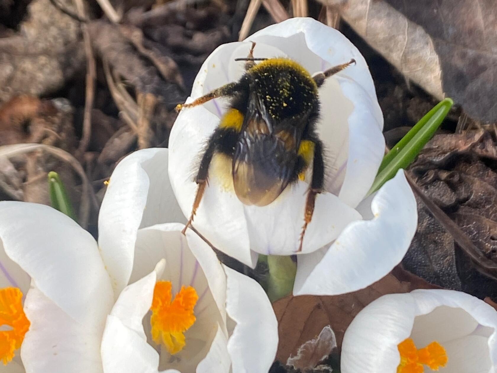 Eine Hummel macht es sich bequem, oder sucht sie sich etwa einen Schlafplatz? Gesehen in einem Garten.