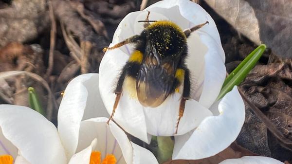 Eine Hummel macht es sich bequem, oder sucht sie sich etwa einen Schlafplatz? Gesehen in einem Garten.