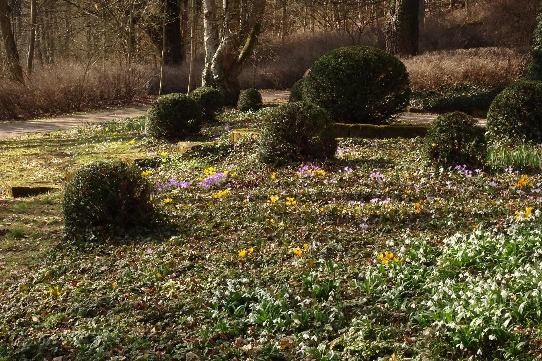 Jedes Jahr im Frühjahr schön anzusehen ist die Blütenpracht unterhalb der Villa im Rother Weinberg.