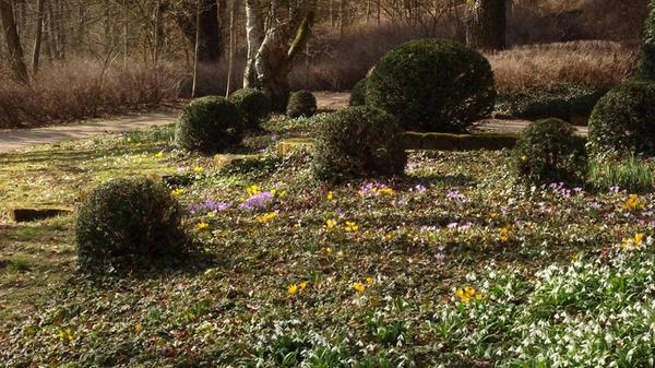 Jedes Jahr im Frühjahr schön anzusehen ist die Blütenpracht unterhalb der Villa im Rother Weinberg.