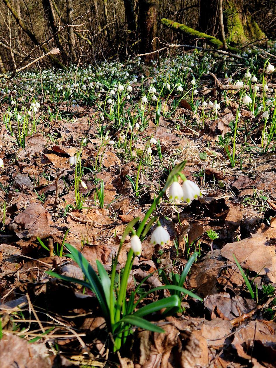 Märzenbecher pünktlich zum Märzanfang in der Soos.