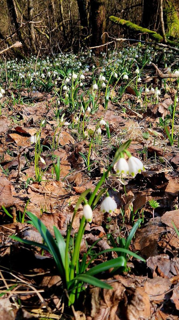 Märzenbecher pünktlich zum Märzanfang in der Soos.