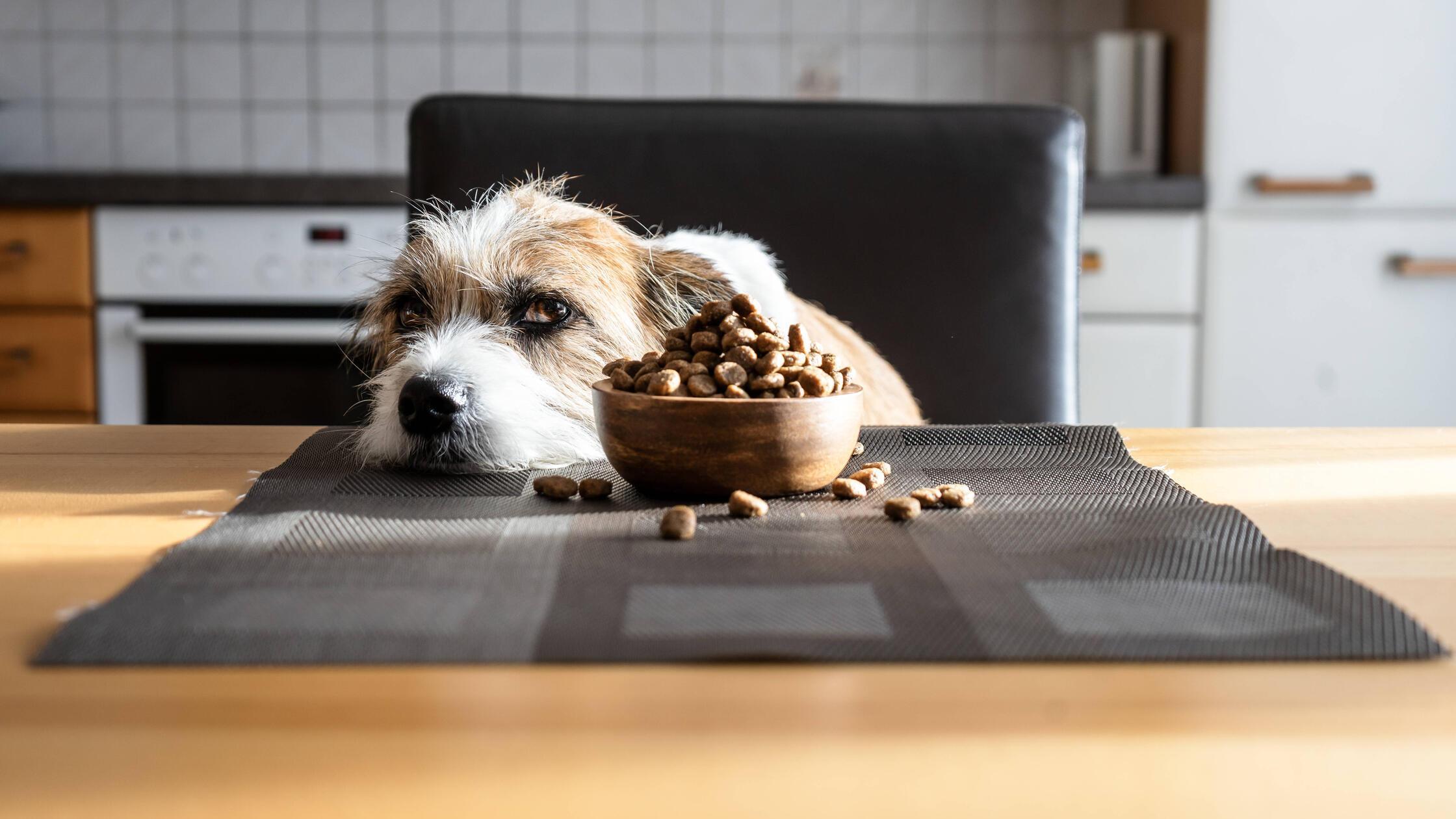 hund,hundefutter,appetitlosigkeit,hunde,futter,hun