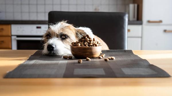 hund,hundefutter,appetitlosigkeit,hunde,futter,hun