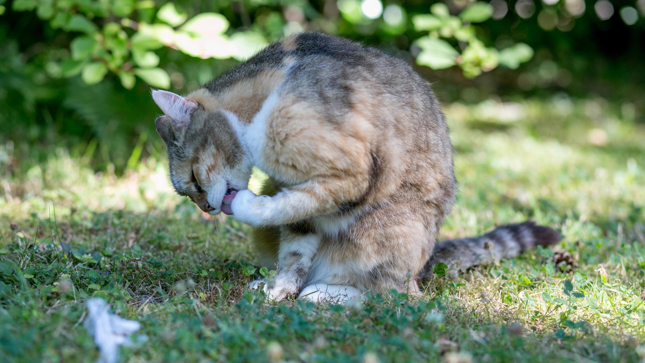 Katze im Garten
