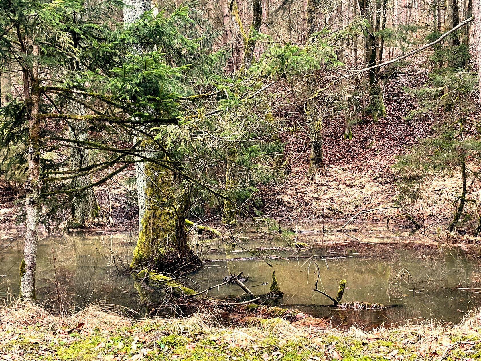 Impressionen im Vorfrühlingswald, gesehen von unserer Leserin Andrea Mertl.