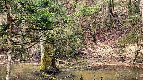 Impressionen im Vorfrühlingswald, gesehen von unserer Leserin Andrea Mertl.