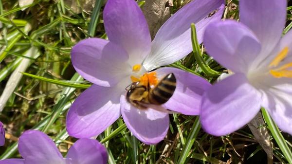 Auf Nektarsuche, eingefangen von unserer Leserin Andrea Mertl.