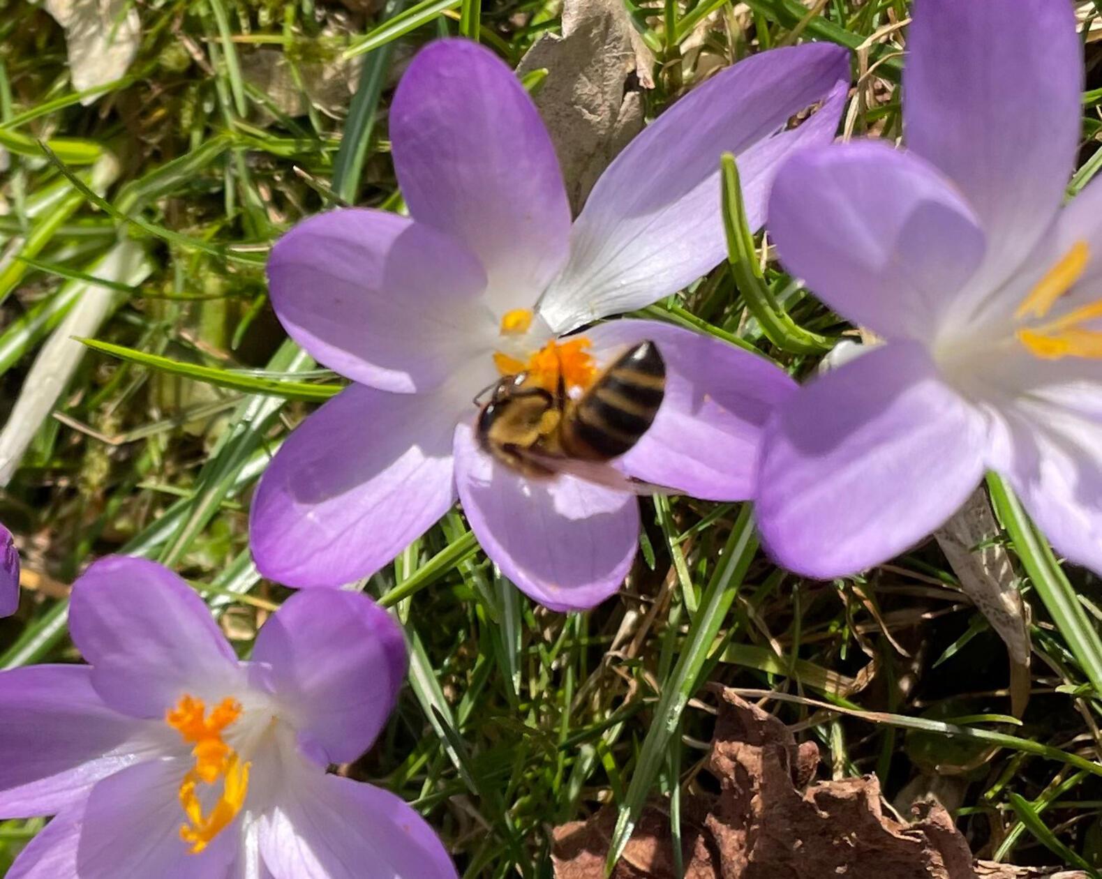 Auf Nektarsuche, eingefangen von unserer Leserin Andrea Mertl.
