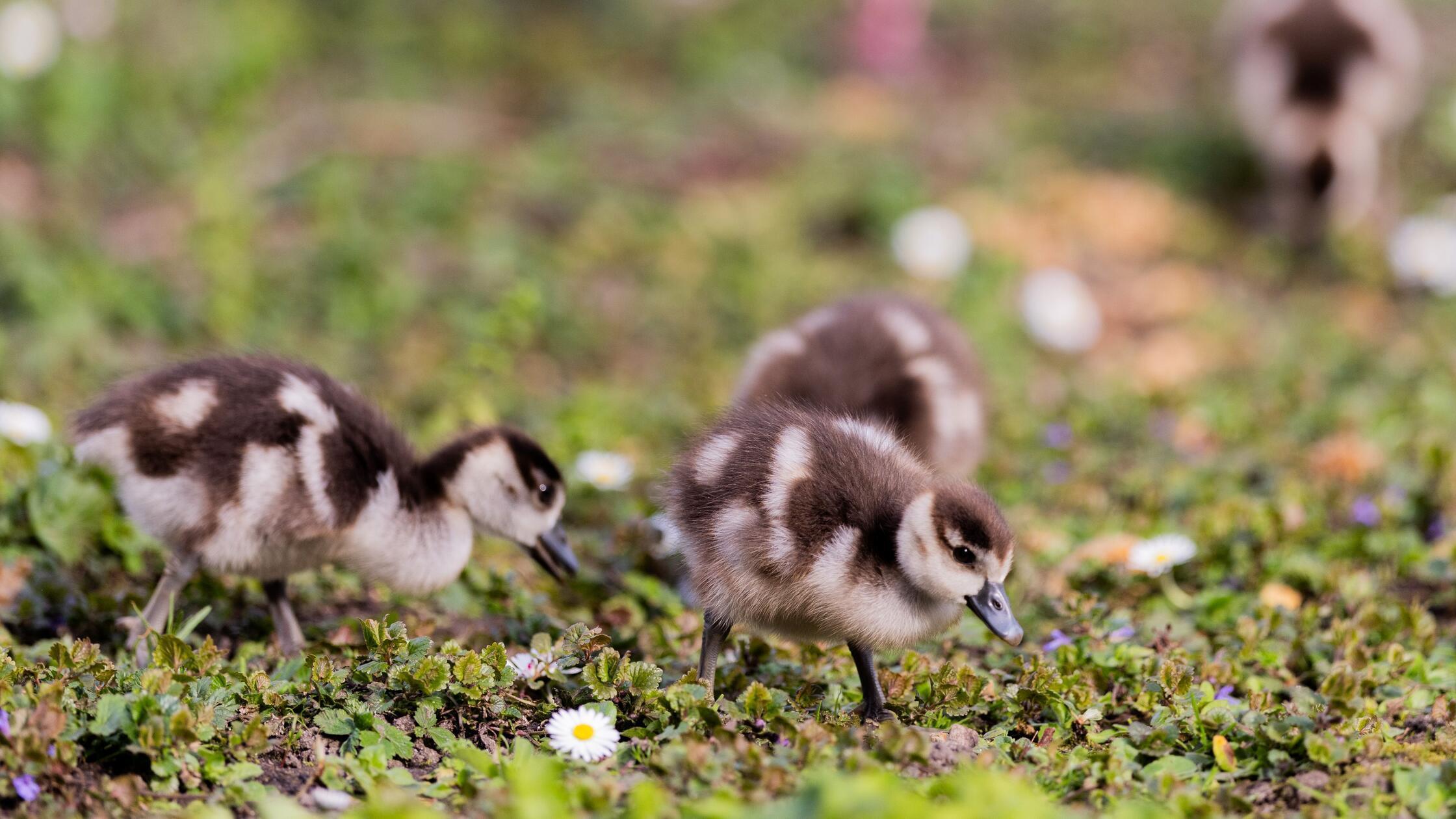 23.03.2026, Nordrhein-Westfalen, Düsseldorf: Nilgä