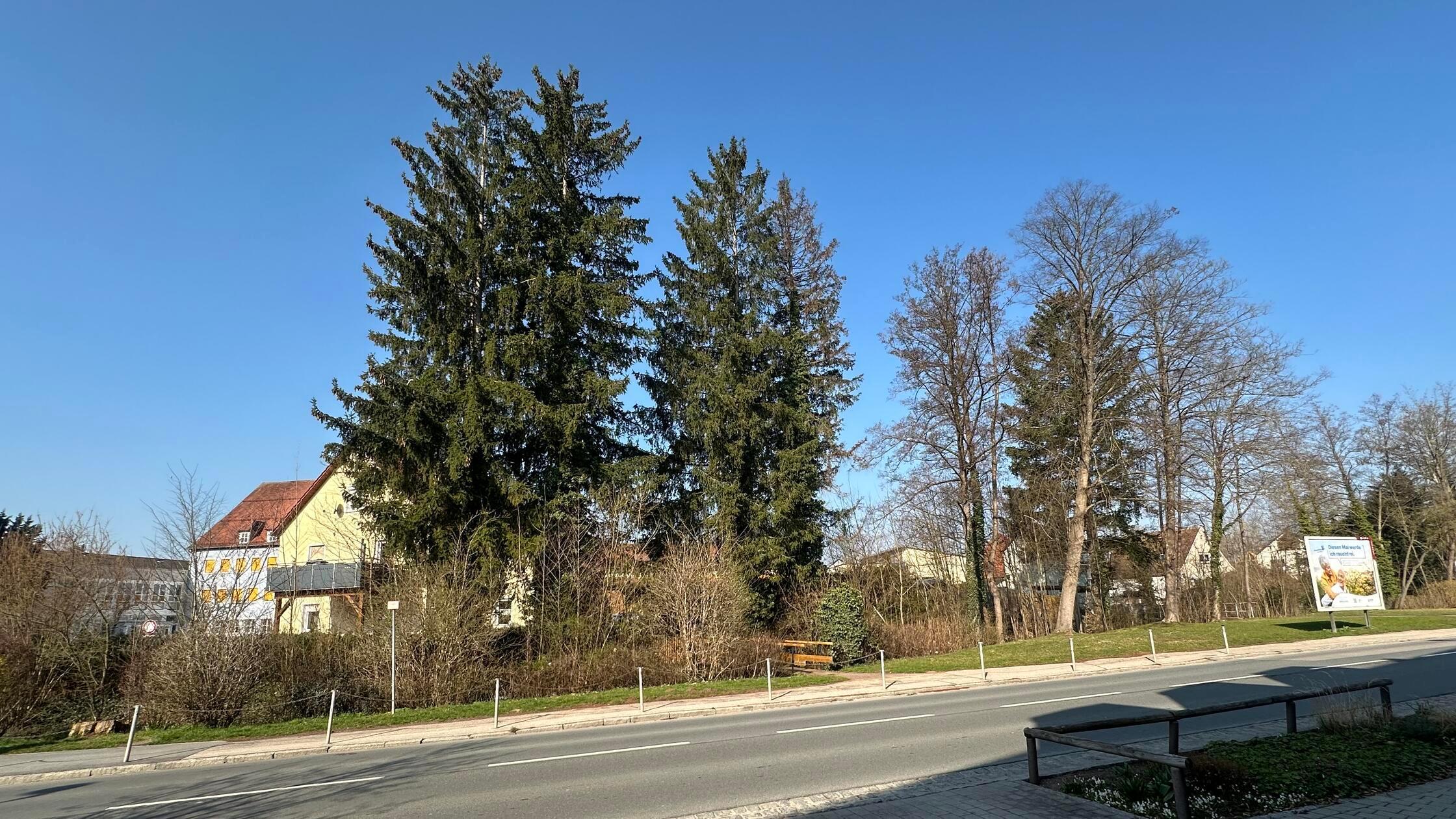 Vier Fichten Grundschule Allersberg Fällung