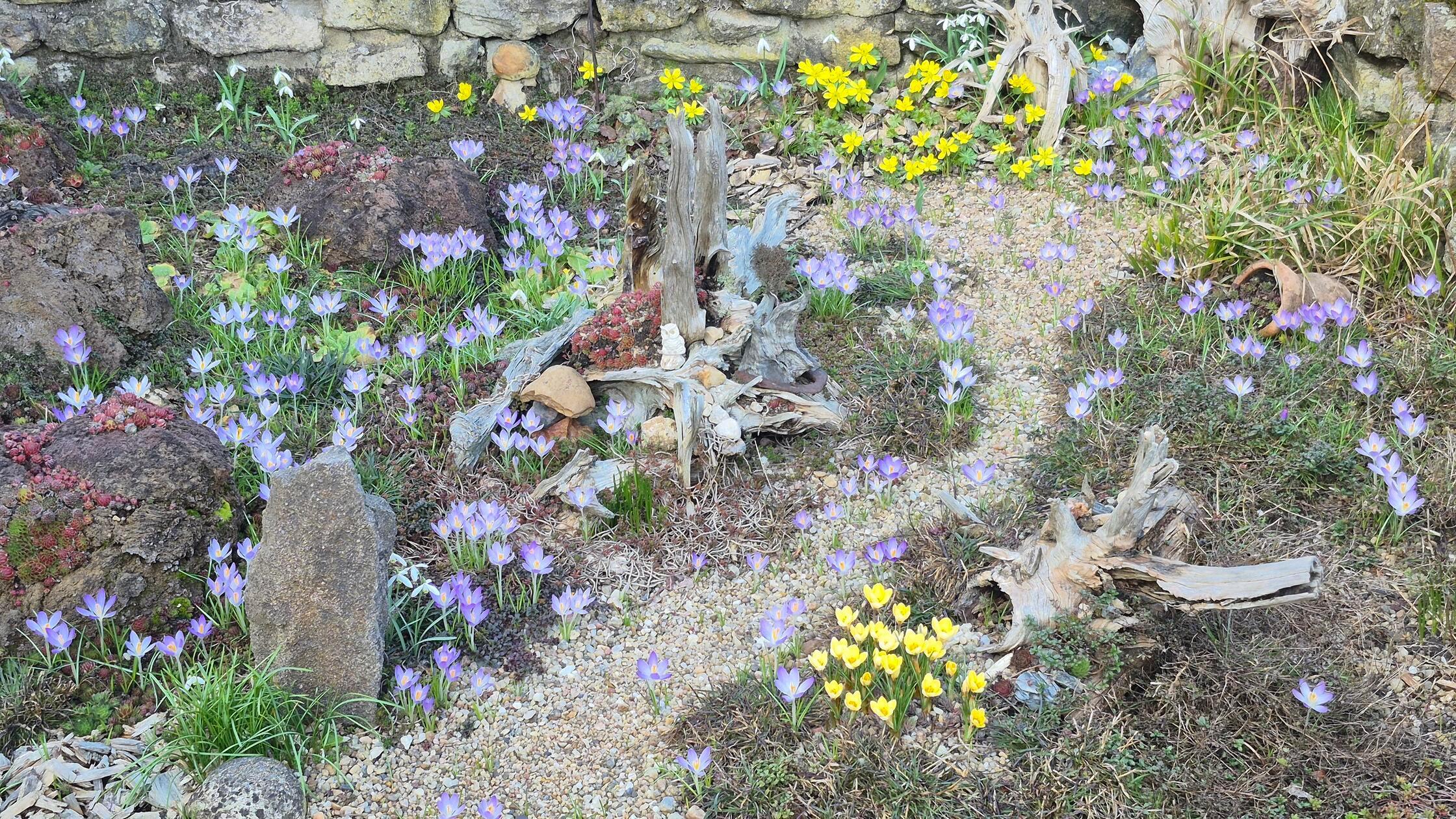 Der Frühling ist da, im Garten unserer Leserin.