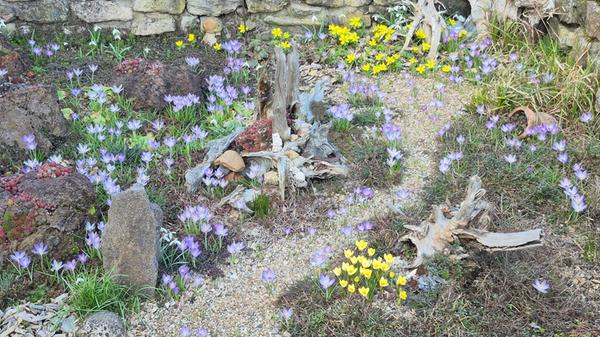 Der Frühling ist da, im Garten unserer Leserin.