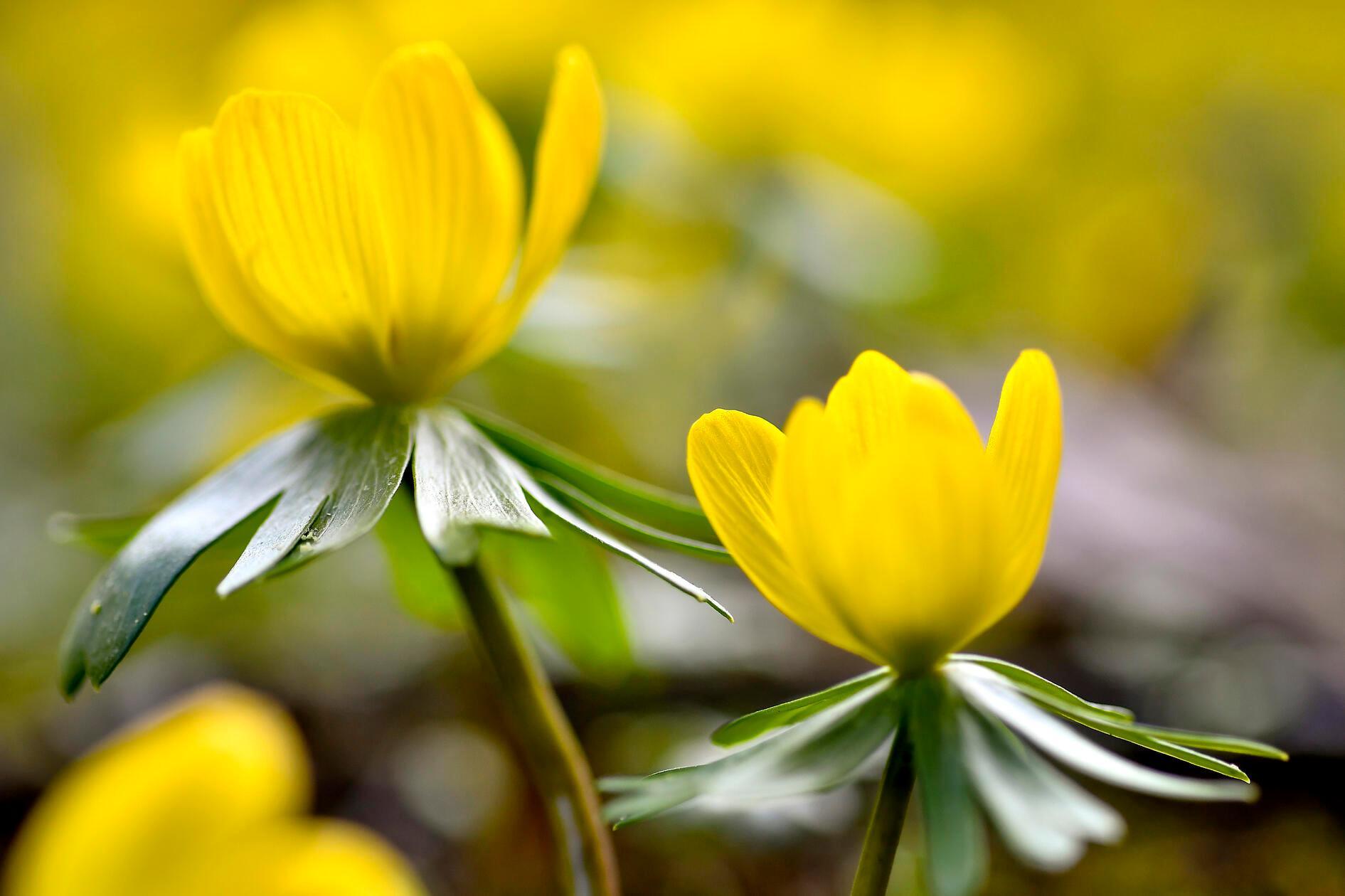 Der Frühling zieht auch im Schwabacher Stadtpark ein, Blüten in Lila, Weiß und Gelb zwischen den Wegen aufleuchten – als hätte jemand mit leichter Hand Farbe in die Landschaft getupft.