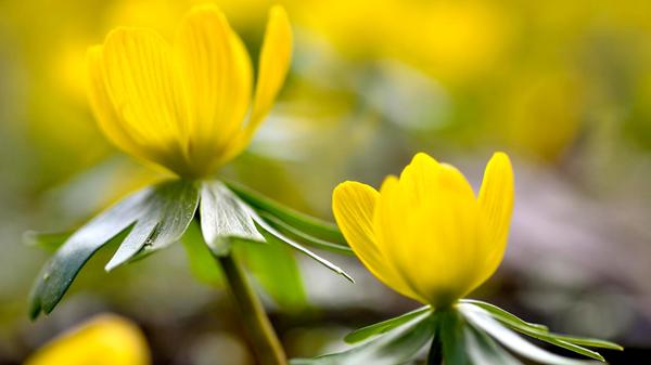 Der Frühling zieht auch im Schwabacher Stadtpark ein, Blüten in Lila, Weiß und Gelb zwischen den Wegen aufleuchten – als hätte jemand mit leichter Hand Farbe in die Landschaft getupft.