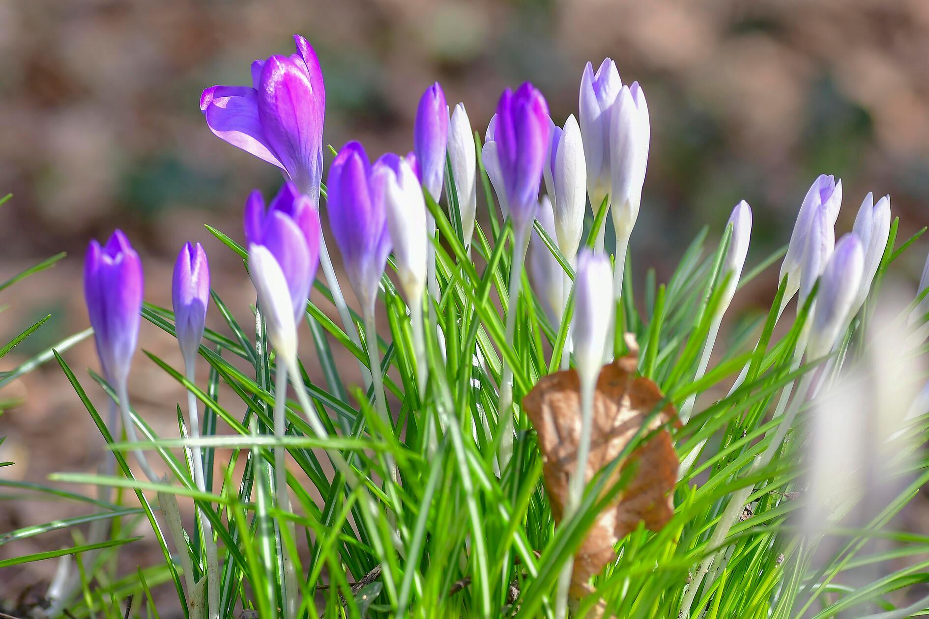 Der Frühling zieht auch im Schwabacher Stadtpark ein, Blüten in Lila, Weiß und Gelb zwischen den Wegen aufleuchten – als hätte jemand mit leichter Hand Farbe in die Landschaft getupft.
