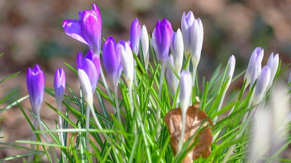 Der Frühling zieht auch im Schwabacher Stadtpark ein, Blüten in Lila, Weiß und Gelb zwischen den Wegen aufleuchten – als hätte jemand mit leichter Hand Farbe in die Landschaft getupft.