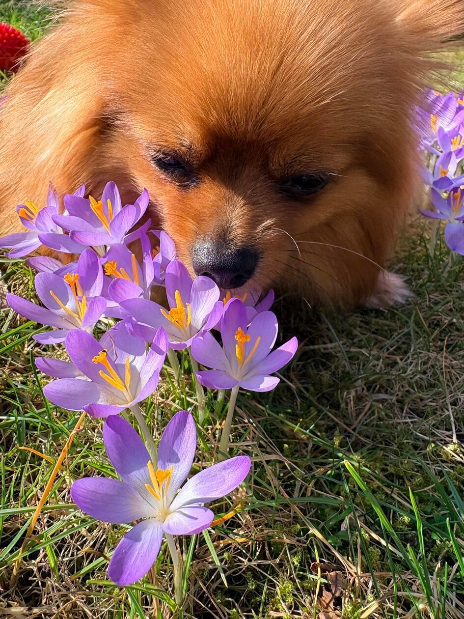 Wir Menschen lieben den Frühling, aber auch die Tiere finden ihn super schön. Lizzy mit Krokusse in einem Garten unserer Leserin. 