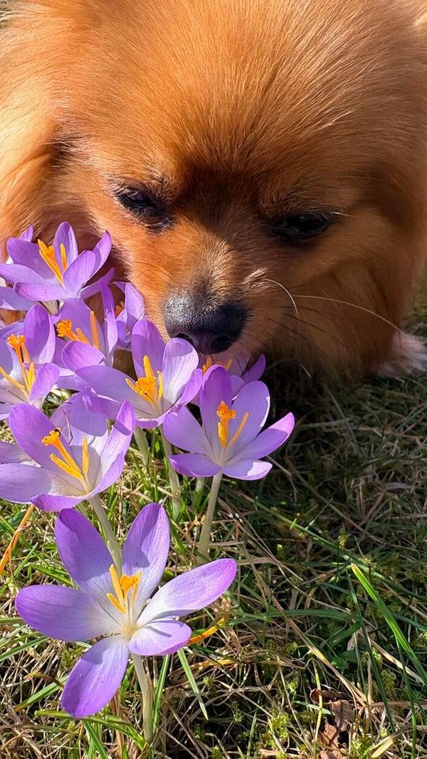 Wir Menschen lieben den Frühling, aber auch die Tiere finden ihn super schön. Lizzy mit Krokusse in einem Garten unserer Leserin.